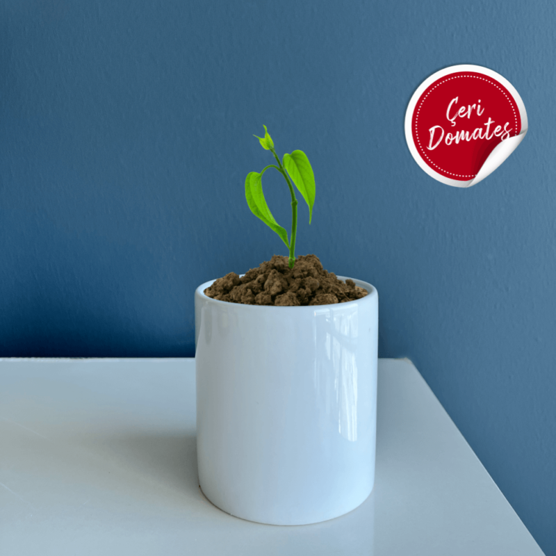 Seramik Saksı Dikim Kiti – Çeri Domates