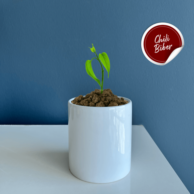 Seramik Saksı Dikim Kiti – Chili Biber