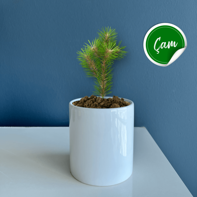 Seramik Saksı Dikim Kiti – Çam