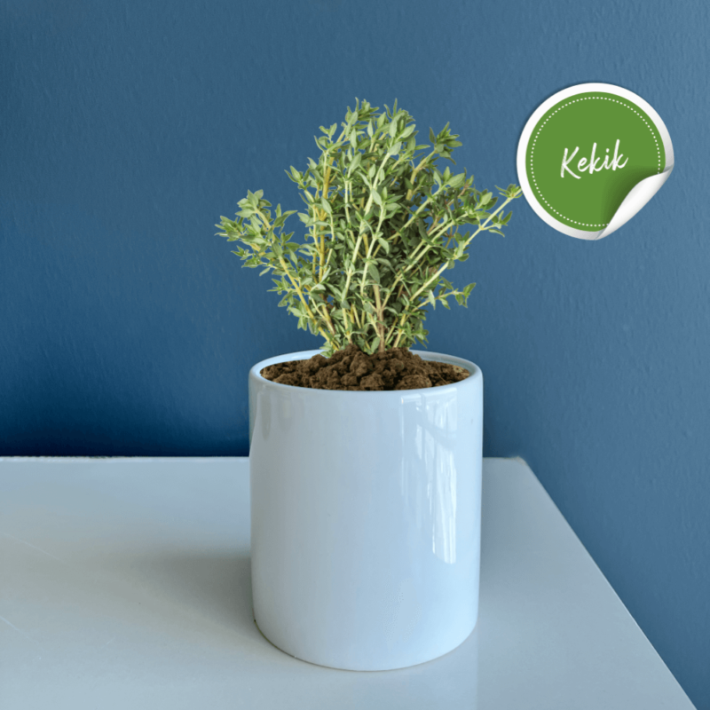Seramik Saksı Dikim Kiti – Kekik