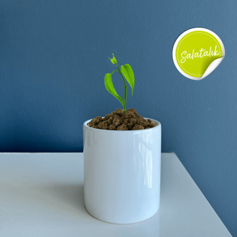Seramik Saksı Dikim Kiti – Salatalık